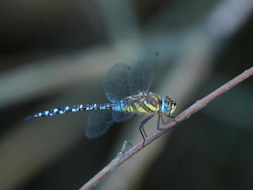 Réf. 266 887 : Aeshna mixta