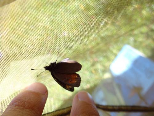 Erebia epiphron
