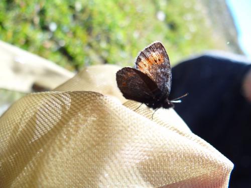 Erebia epiphron