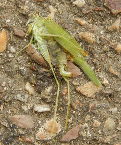 Phaneroptera nana