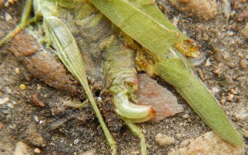 Phaneroptera nana
