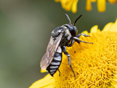 Triepeolus tristis