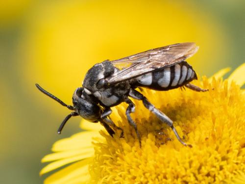 Réf. 266 126 : Triepeolus tristis