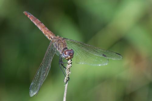 Trithemis annulata