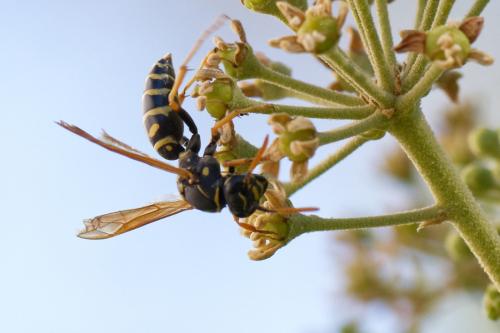 Réf. 266 725 : Polistes nimpha