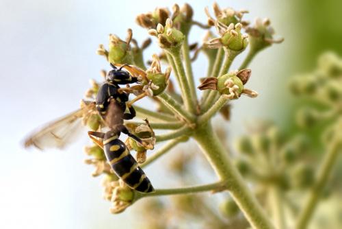 Réf. 266 726 : Polistes nimpha