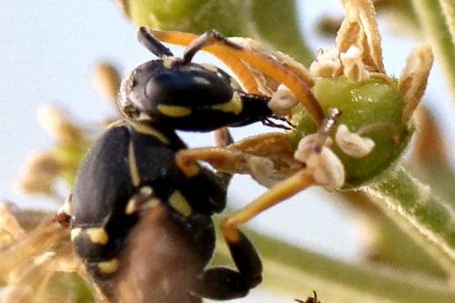 Réf. 266 728 : Polistes nimpha