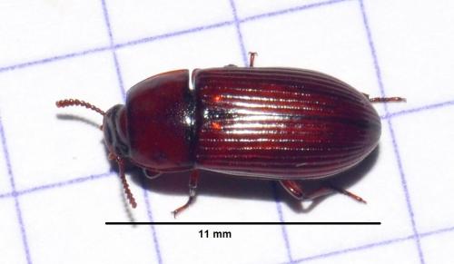 Uloma sp.