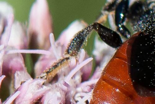 Réf. 266 790 : Sphecodes albilabris