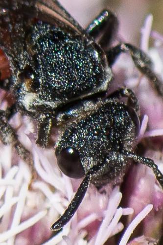 Réf. 266 791 : Sphecodes albilabris