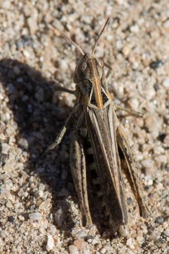 Réf. 266 024 : Omocestus haemorrhoidalis haemorrhoidalis
