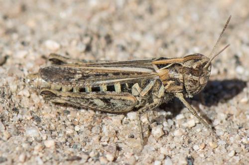 Réf. 266 025 : Omocestus haemorrhoidalis haemorrhoidalis