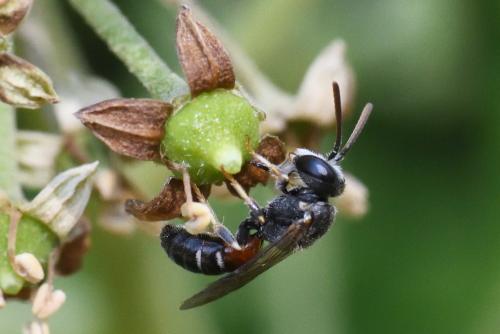 Réf. 266 513 : Lasioglossum interruptum