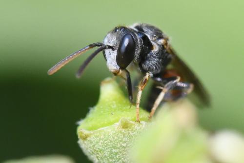 Réf. 266 546 : Lasioglossum interruptum