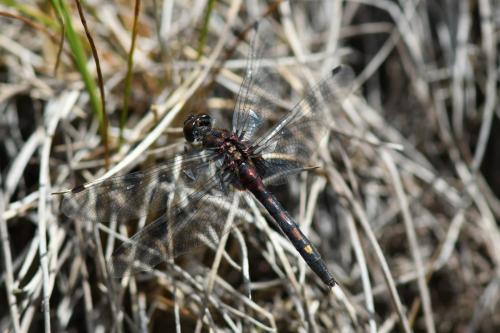 Leucorrhinia dubia
