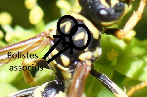 Polistes dominula