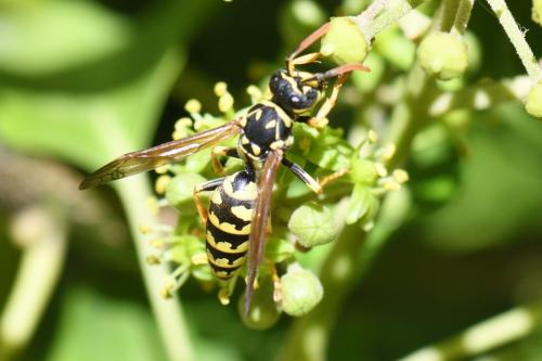 Réf. 266 722 : Polistes dominula