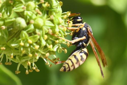 Polistes dominula