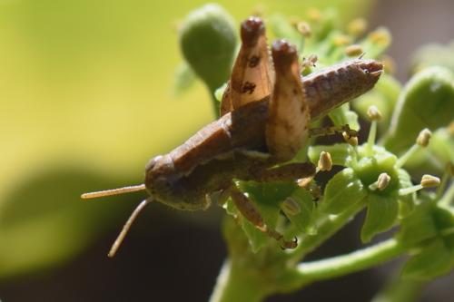 Pezotettix giornae