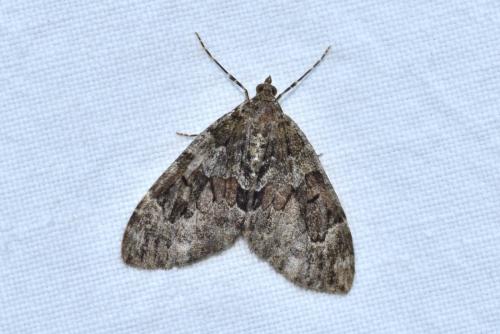 Thera sp.