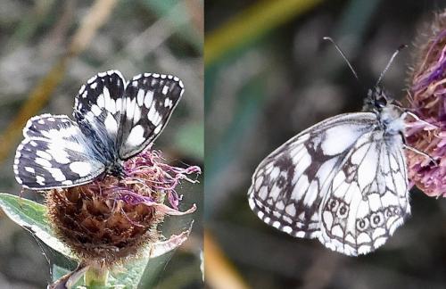 Réf. 266 014 : Melanargia galathea