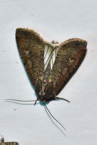 Réf. 266 294 : Peridroma saucia