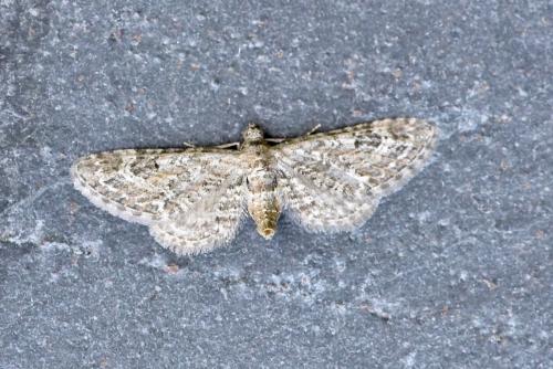 Réf. 266 188 : Eupithecia icterata