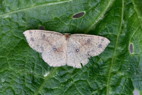Réf. 266 022 : Cyclophora porata