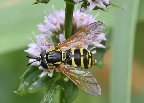 Chrysotoxum verralli