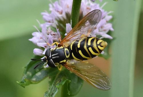 Chrysotoxum verralli