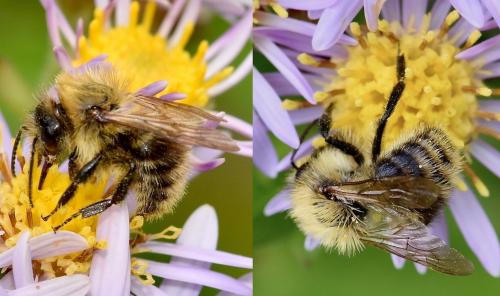 Bombus sp.