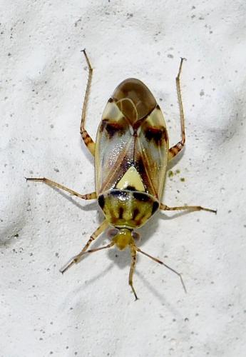 Réf. 266 017 : Lygus (gemellatus-pratensis)