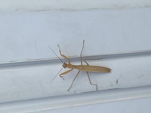 Mantis religiosa