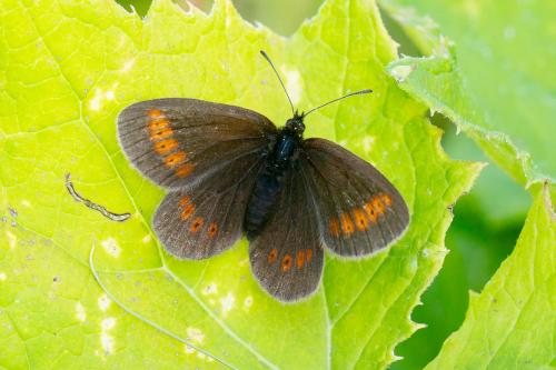 Erebia melampus
