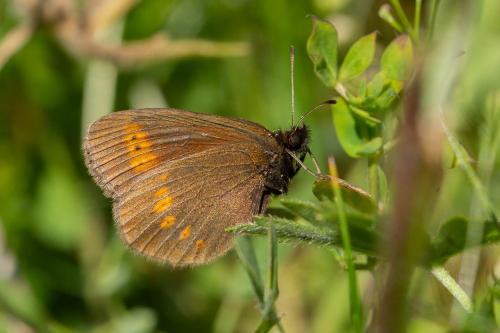 Erebia melampus
