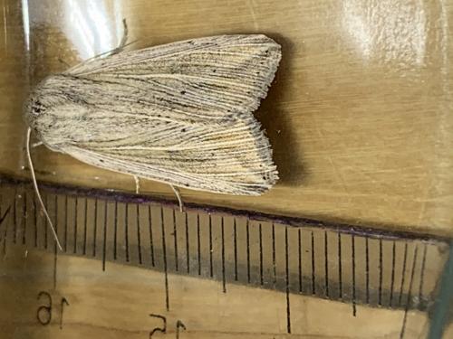 Réf. 266 935 : Mythimna riparia