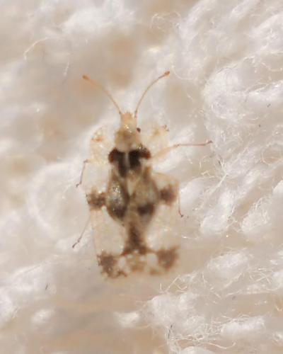 Corythucha arcuata
