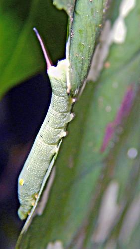 Réf. 266 241 : Hippotion celerio