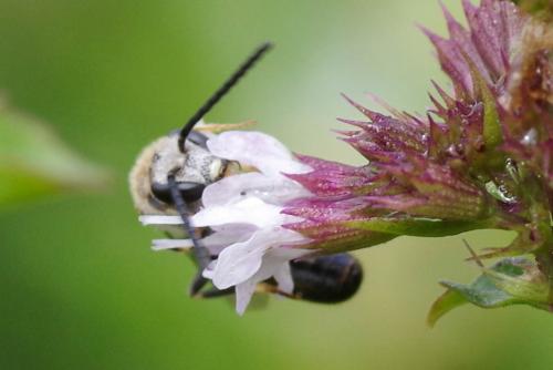 Réf. 266 470 : Lasioglossum calceatum