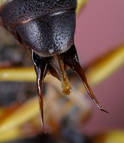 Euodynerus dantici