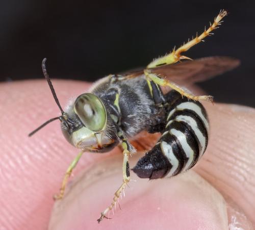 Réf. 266 925 : Bembix oculata