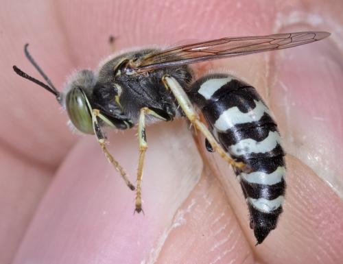 Réf. 266 924 : Bembix oculata