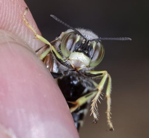 Réf. 266 926 : Bembix oculata