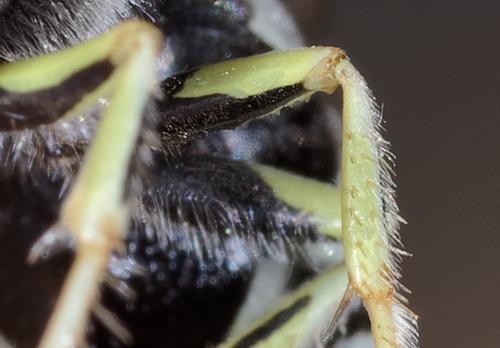 Réf. 266 943 : Bembix oculata