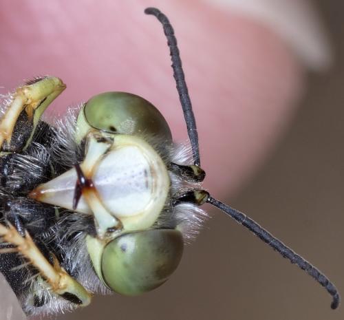 Réf. 266 927 : Bembix oculata