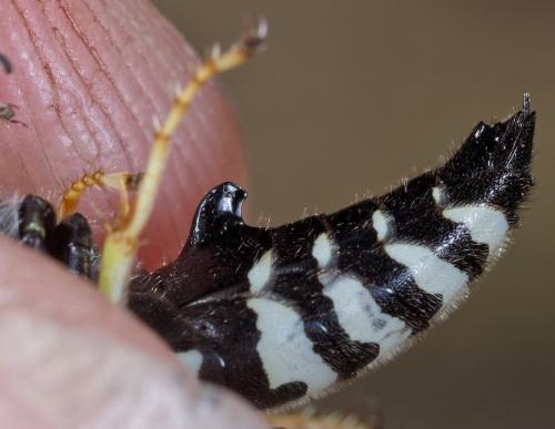 Réf. 266 928 : Bembix oculata