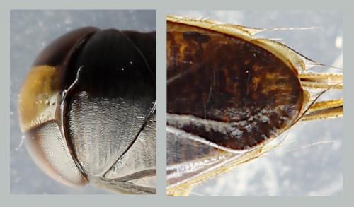 Hesperocorixa sahlbergi