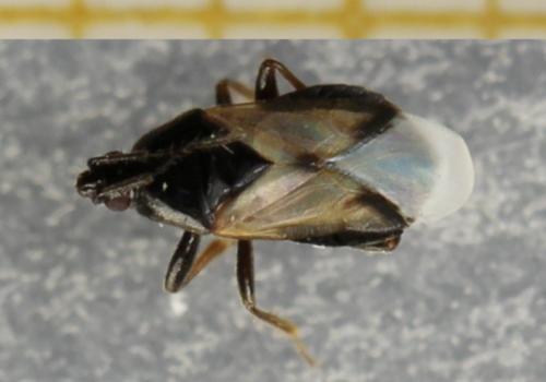 Xylocoris galactinus