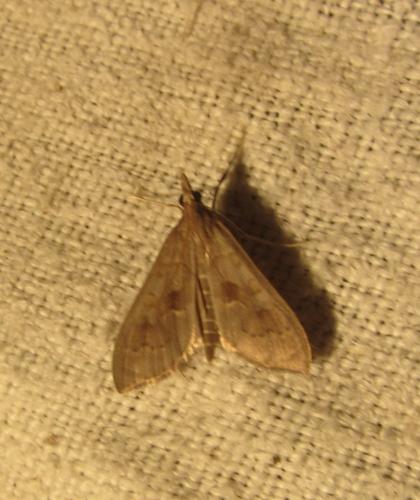 Réf. 266 048 : Mecyna asinalis