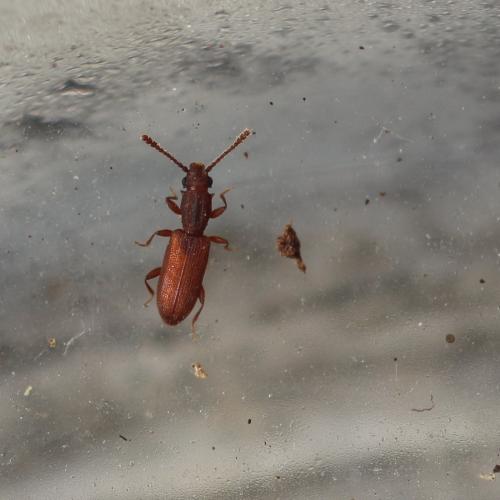 Réf. 266 072 : Silvanus bidentatus